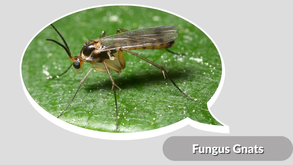 Fungus Gnats