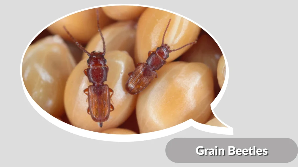 Grain Beetles