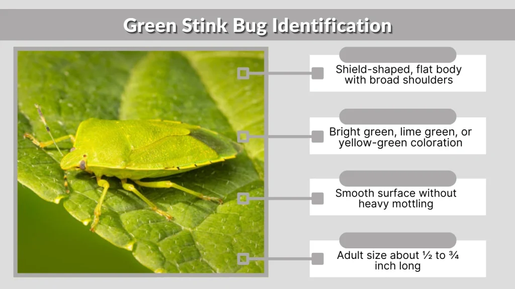 Green Stink Bug Identification