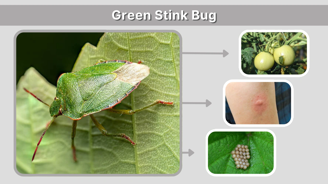 Green Stink Bug Identification, Damage, and Control