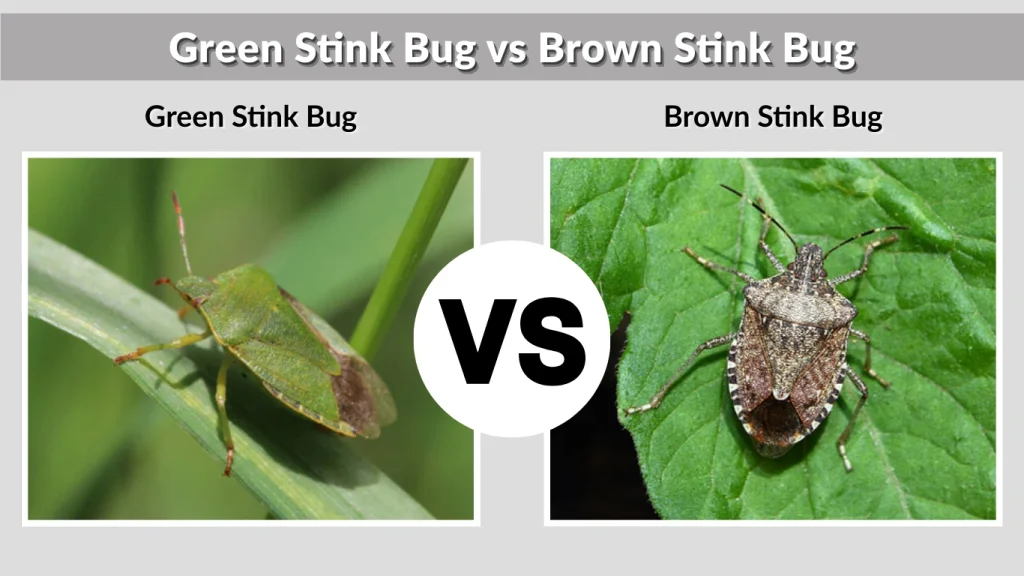 Green Stink Bug vs Brown Stink Bug