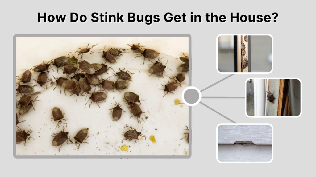 How Do Stink Bugs Get in the House