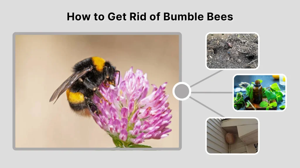 How to Get Rid of Bumble Bees