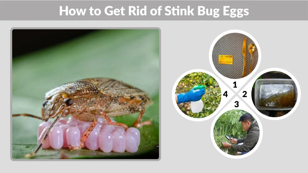 How to Get Rid of Stink Bug Eggs