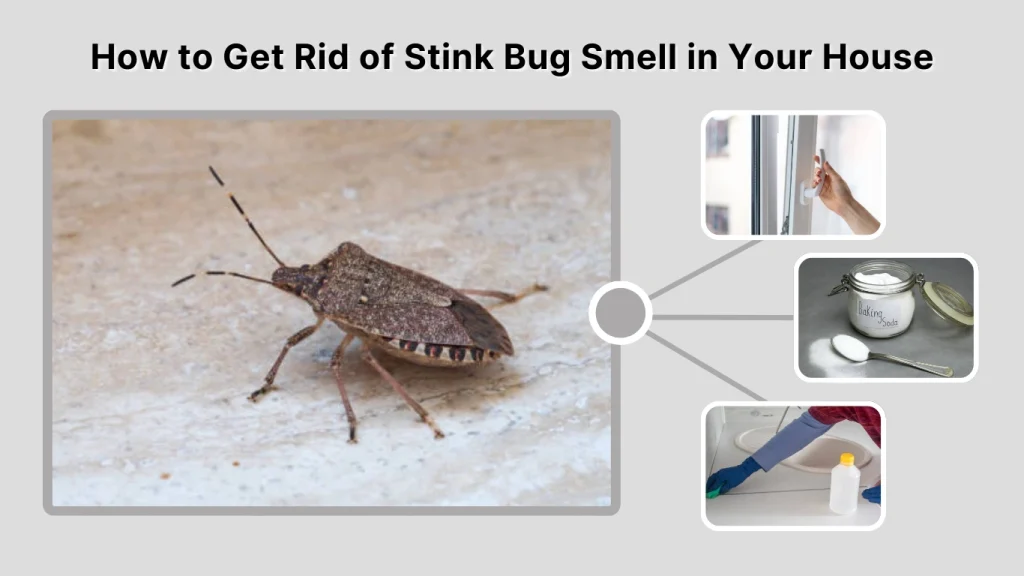 How to Get Rid of Stink Bug Smell in Your House