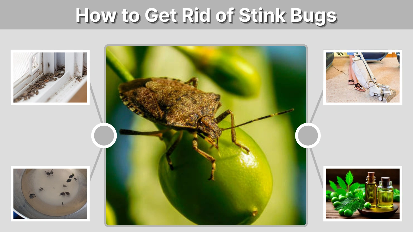 How to Get Rid of Stink Bugs Home & Garden Guide