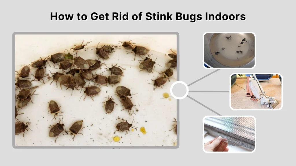 How to Get Rid of Stink Bugs Indoors