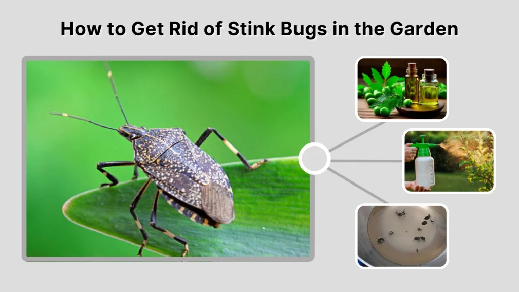 How to Get Rid of Stink Bugs in the Garden