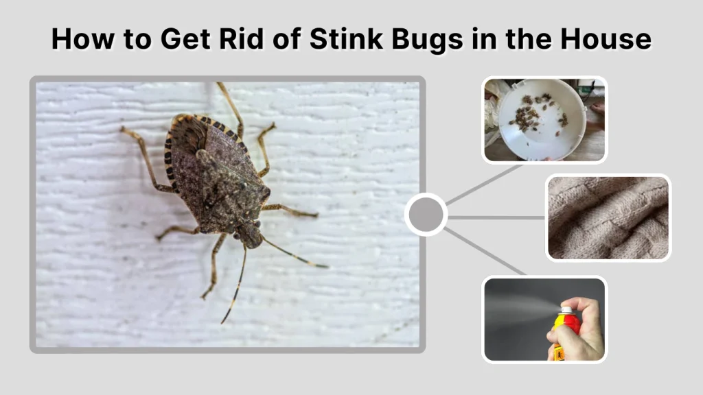 How to Get Rid of Stink Bugs in the House