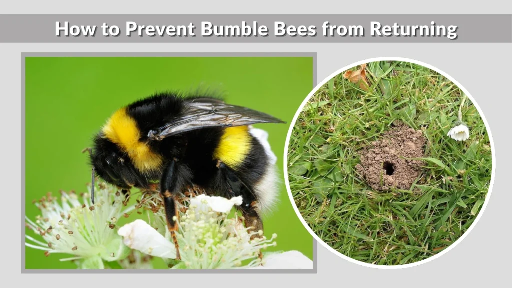 How to Prevent Bumble Bees from Returning