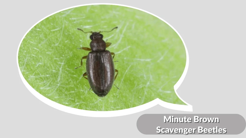 Minute Brown Scavenger Beetles