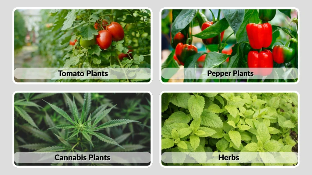 Plant-Specific Sections