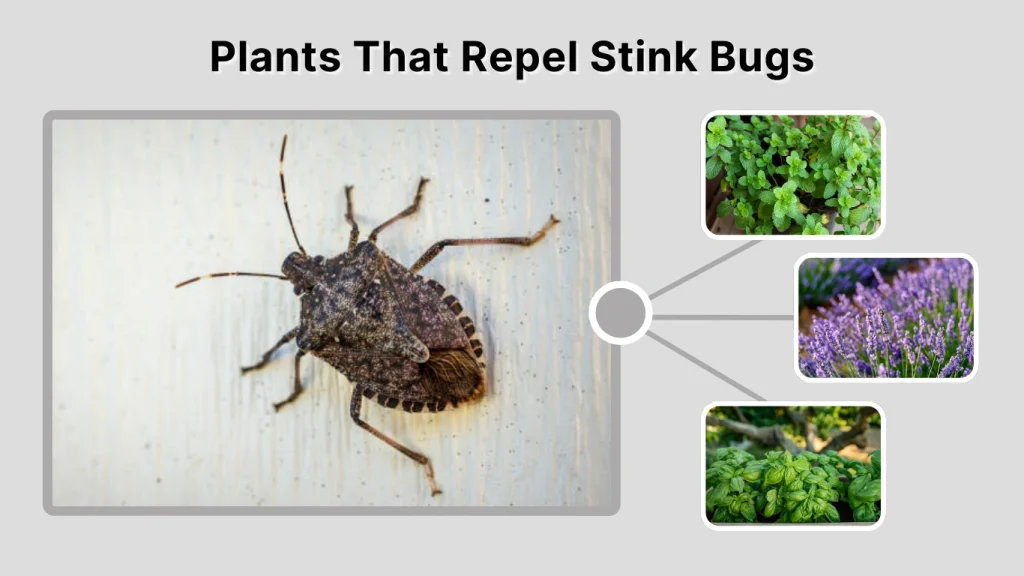 Plants That Repel Stink Bugs