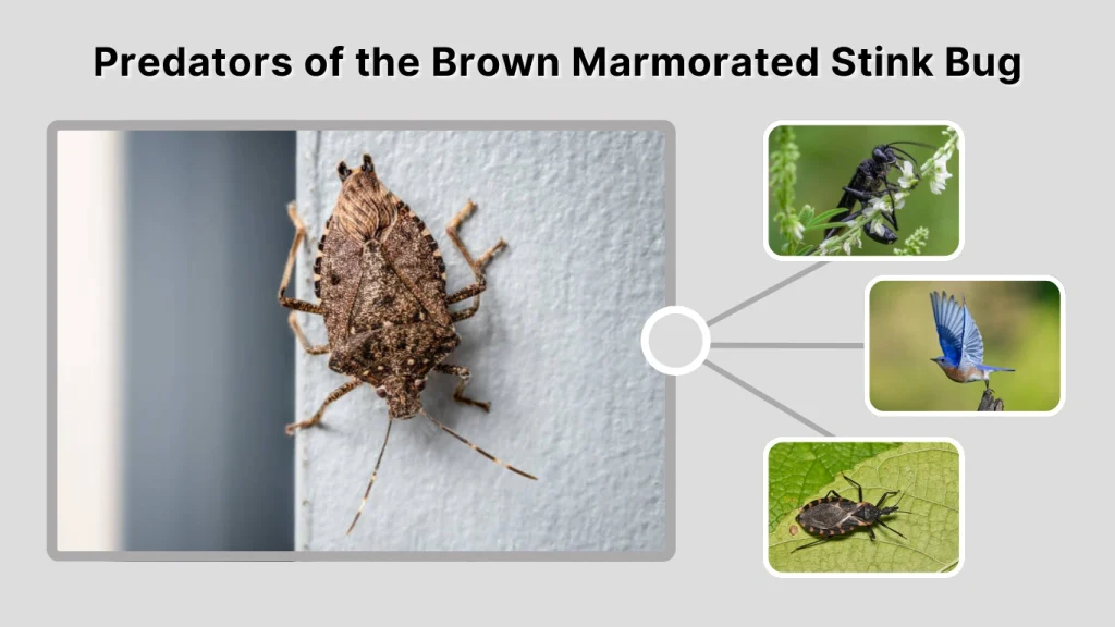 Predators of the Brown Marmorated Stink Bug
