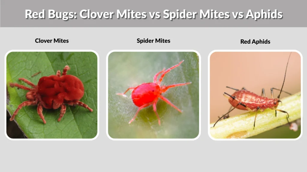 Red Bugs Clover Mites vs Spider Mites vs Aphids