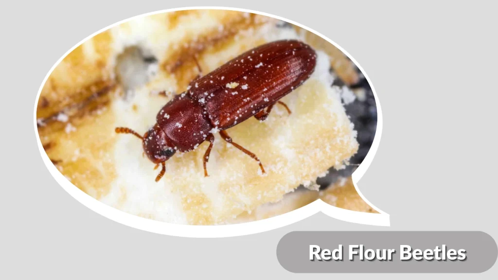 Red Flour Beetles