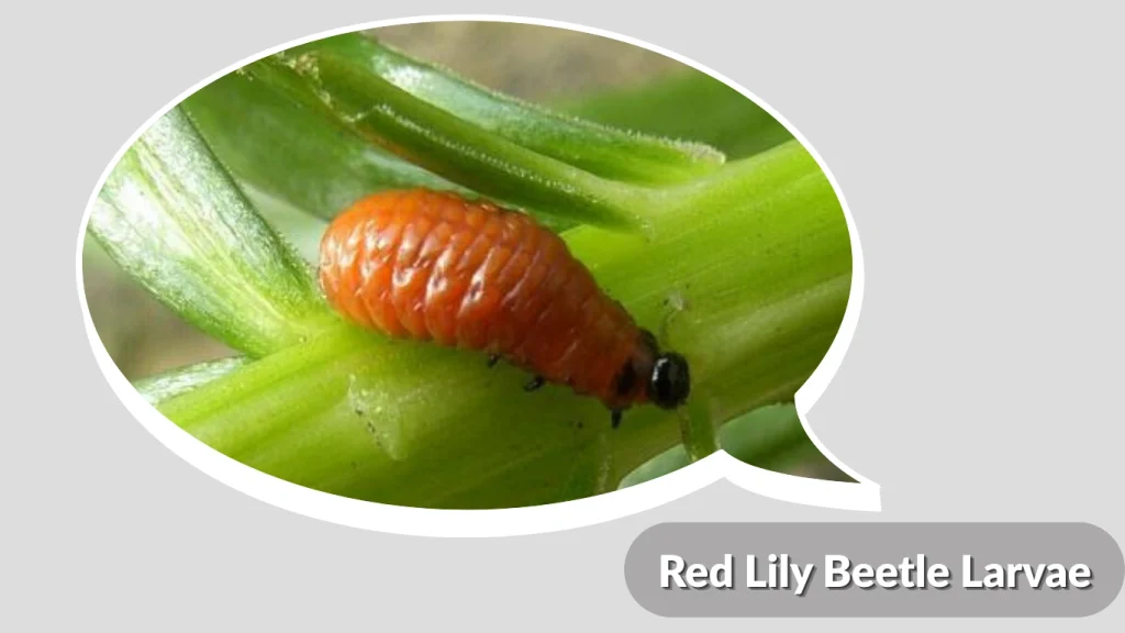 Red Lily Beetle Larvae