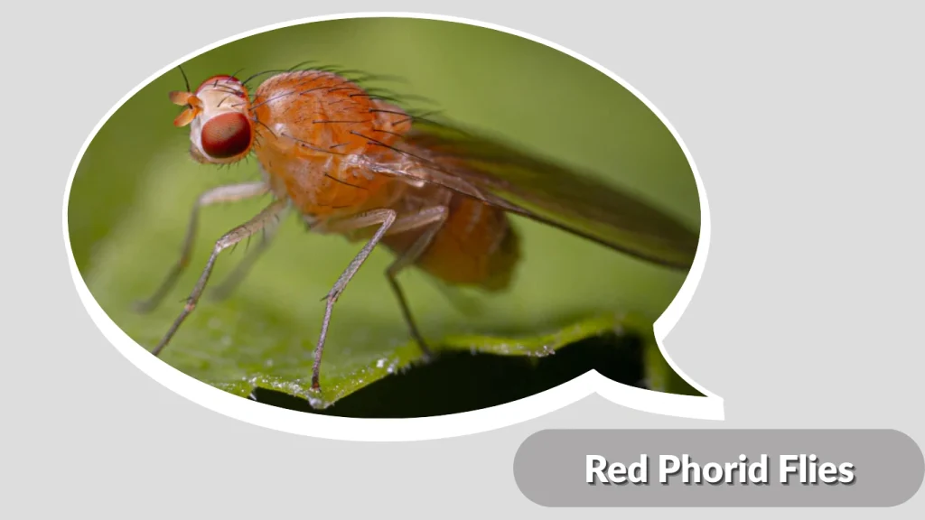 Red Phorid Flies