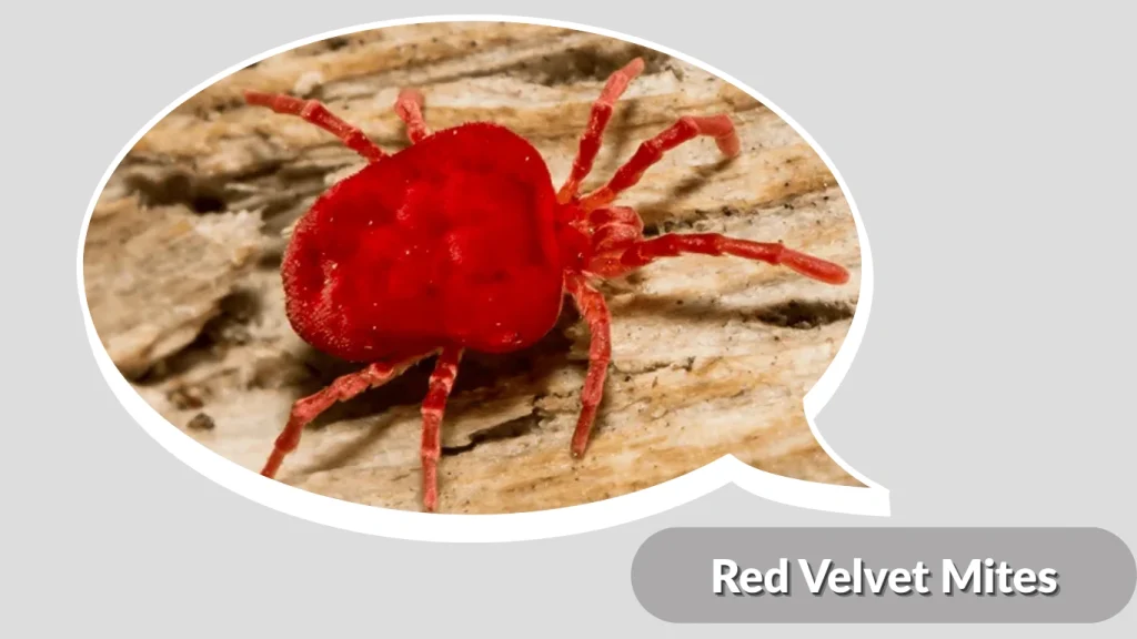 Red Velvet Mites