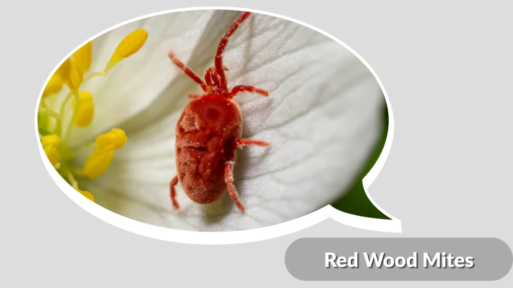 Red Wood Mites
