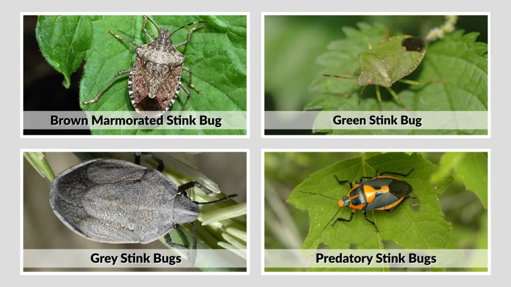 Species Breakdown Do Any Types Bite