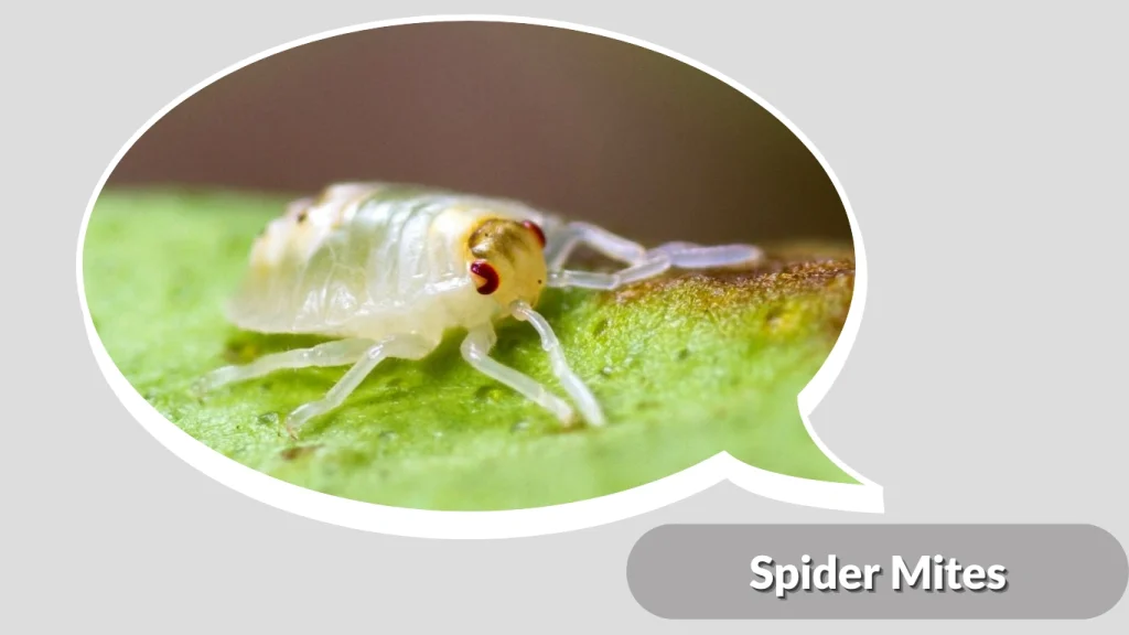 Spider Mites