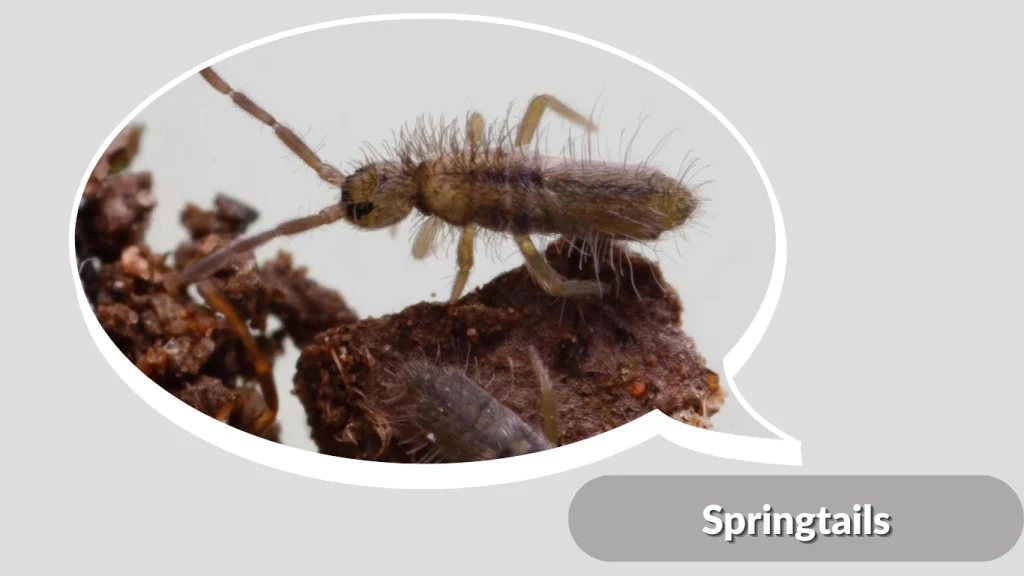 Springtails