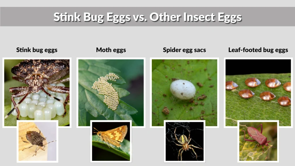 Stink Bug Eggs vs. Other Insect Eggs