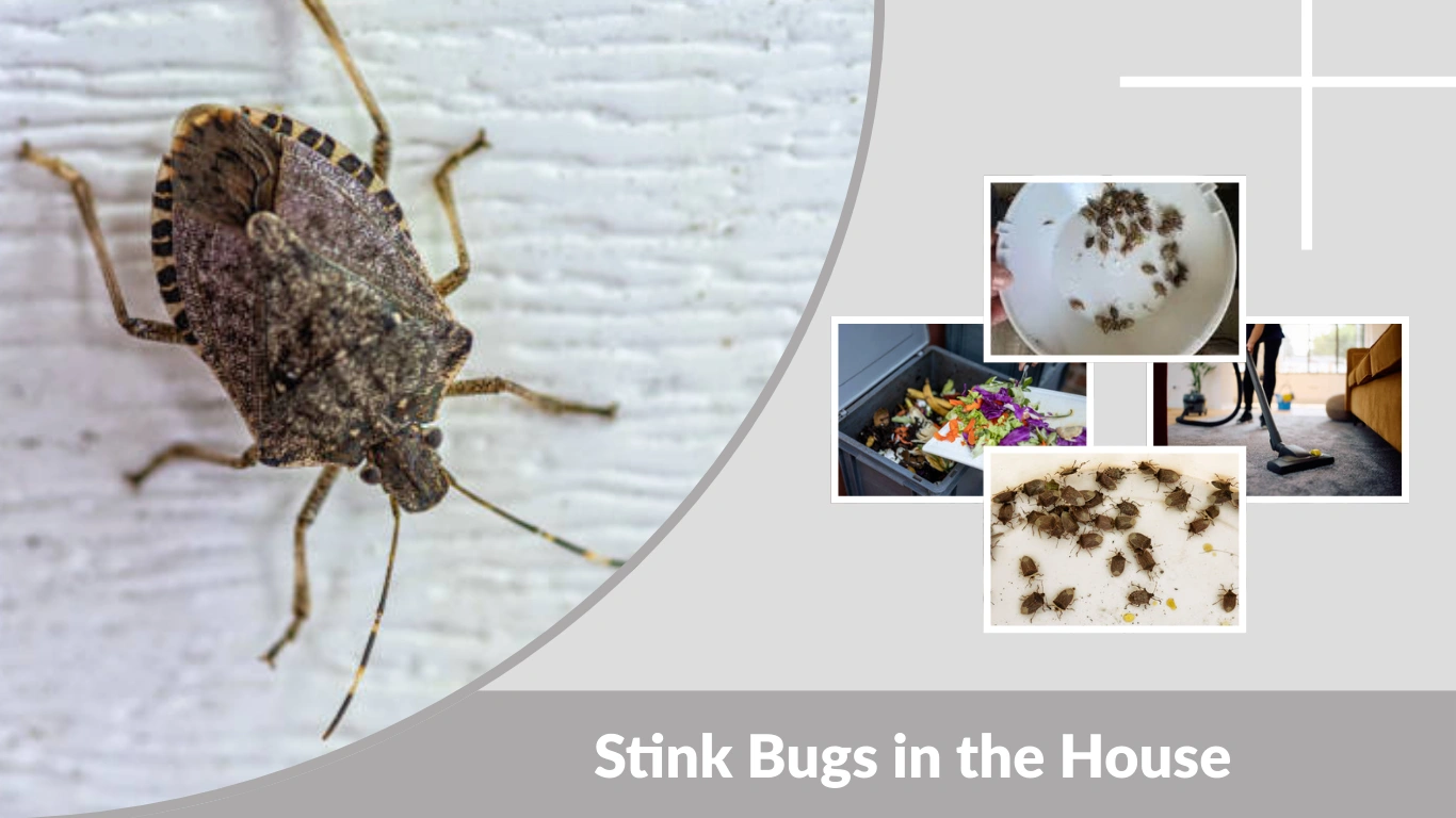 Stink Bugs in the House Why They Get In and How to Stop Them
