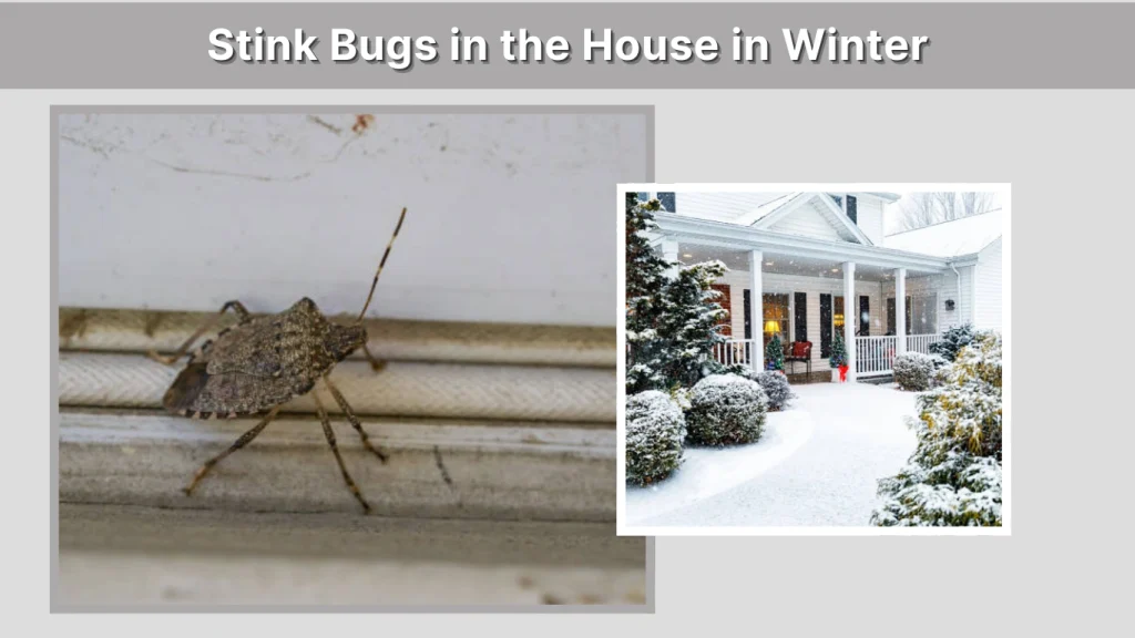 Stink Bugs in the House in Winter
