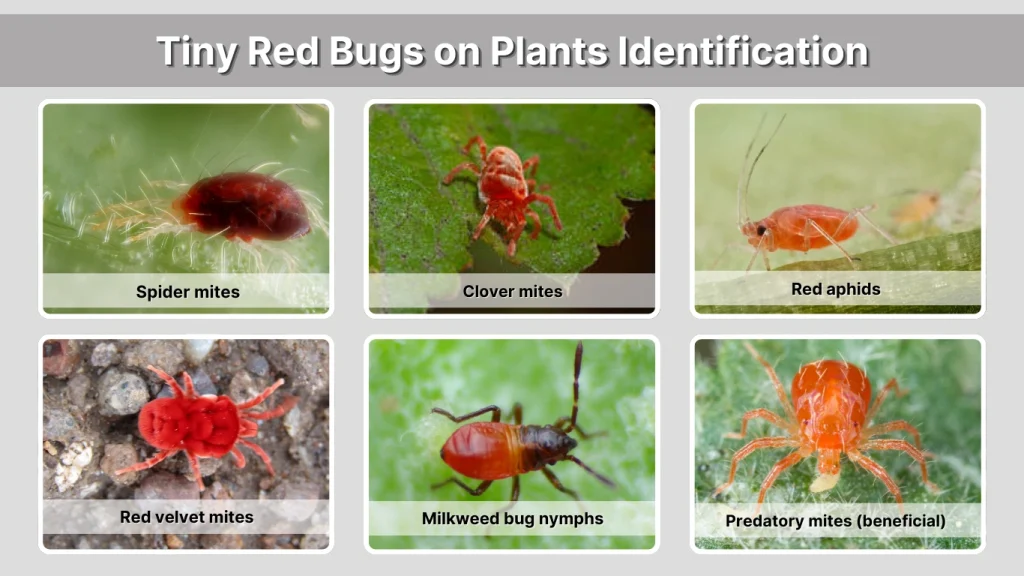 Tiny Red Bugs on Plants Identification