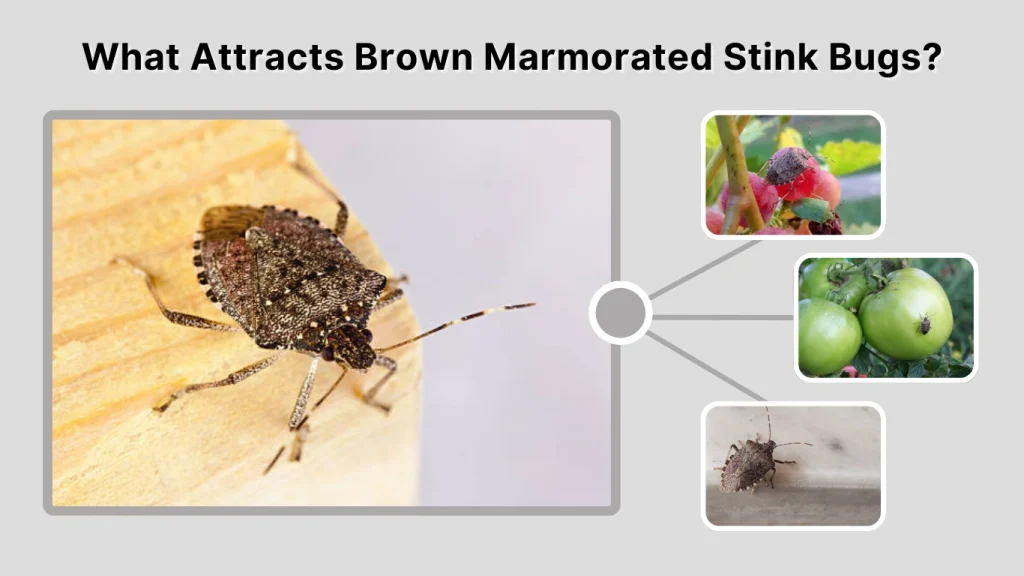 What Attracts Brown Marmorated Stink Bugs
