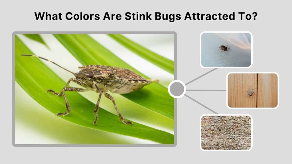 What Colors Are Stink Bugs Attracted To