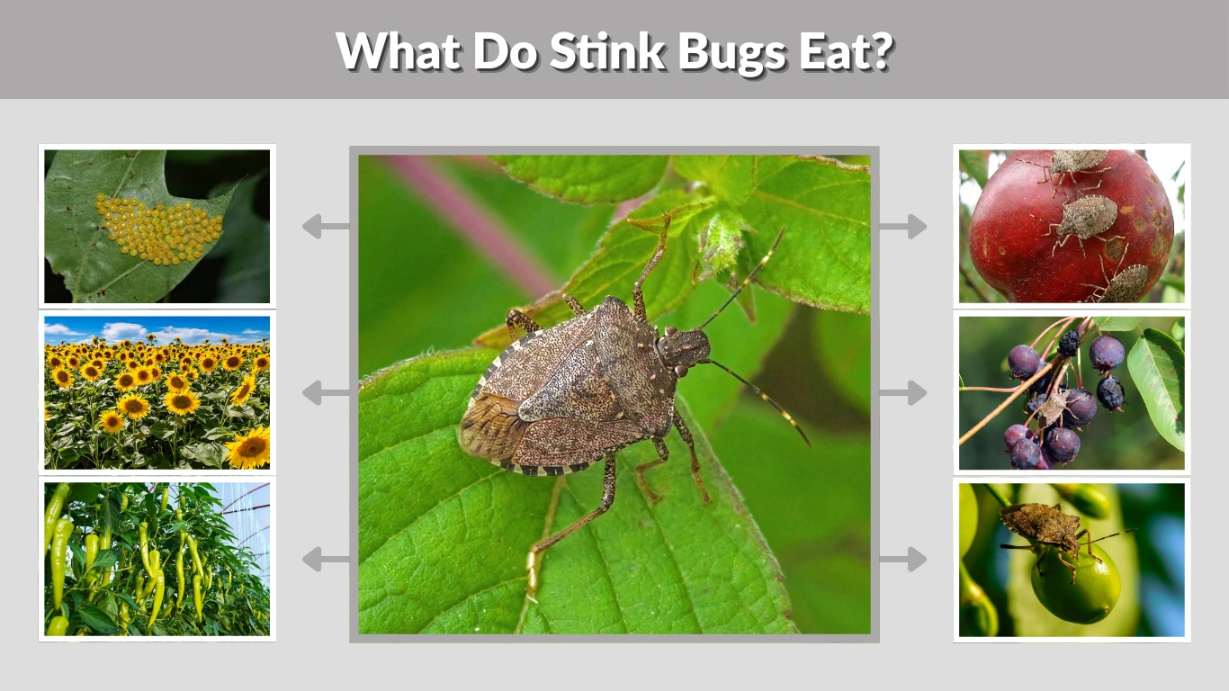 What Do Stink Bugs Eat Full Diet & Feeding Guide