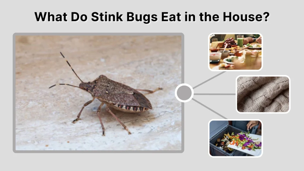 What Do Stink Bugs Eat in the House