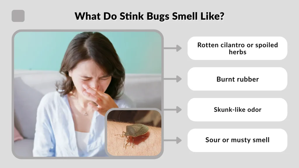What Do Stink Bugs Smell Like