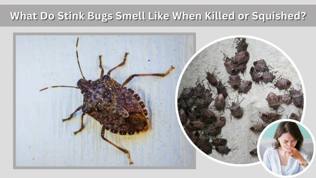 What Do Stink Bugs Smell Like When Killed or Squished