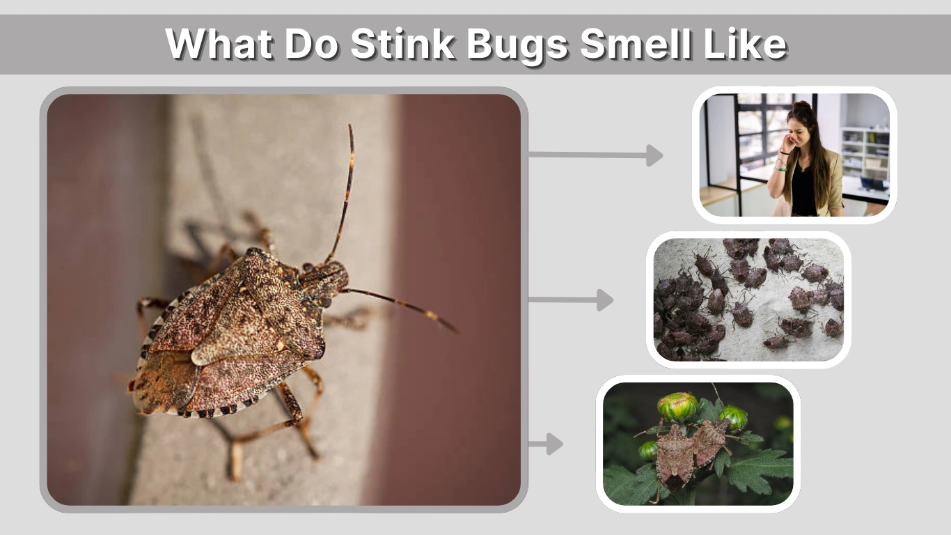 What Do Stink Bugs Smell Like and What Smells Repel Them