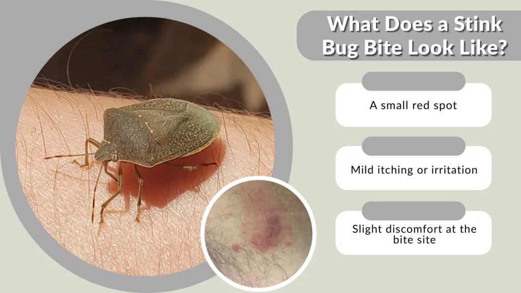 What Does a Stink Bug Bite Look Like