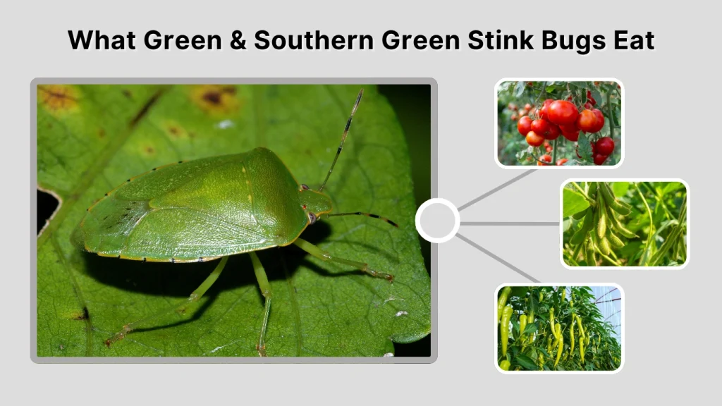 What Green & Southern Green Stink Bugs Eat