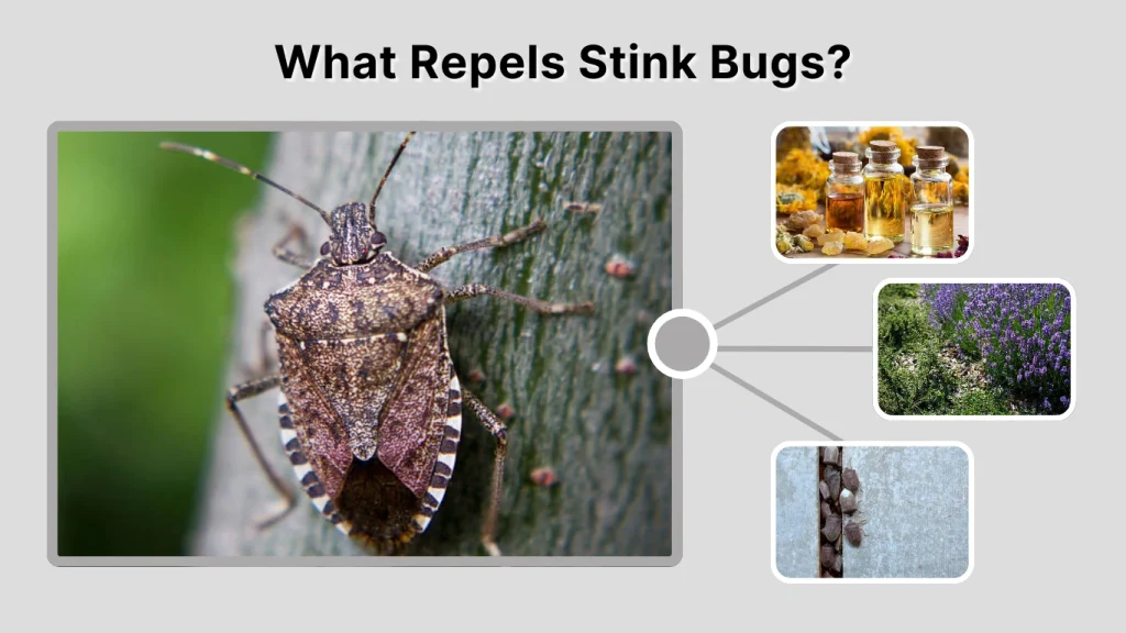 What Repels Stink Bugs