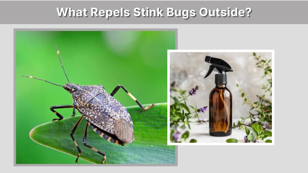 What Repels Stink Bugs Outside