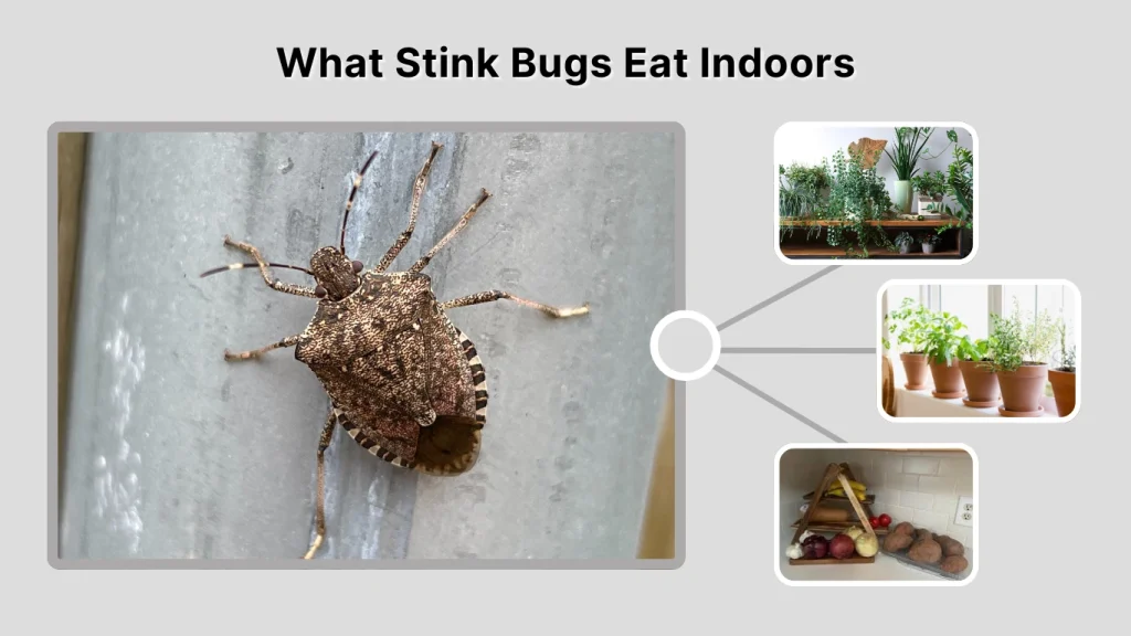 What Stink Bugs Eat Indoors