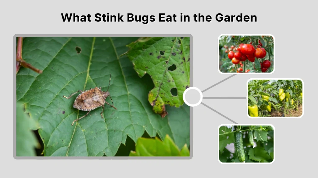 What Stink Bugs Eat in the Garden