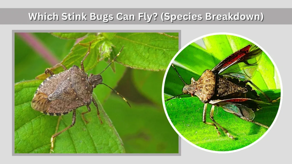 Which Stink Bugs Can Fly (Species Breakdown)