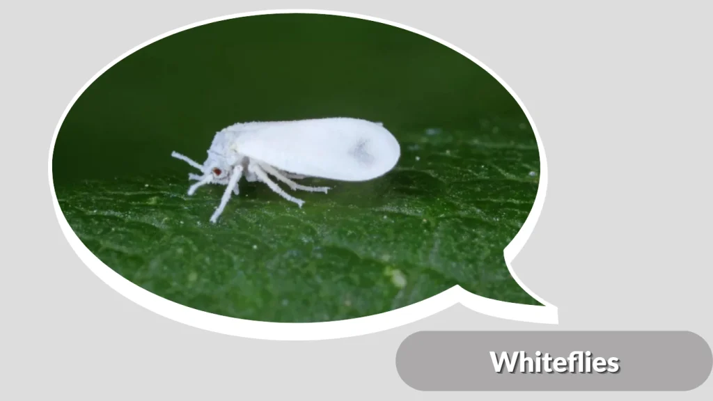 Whiteflies