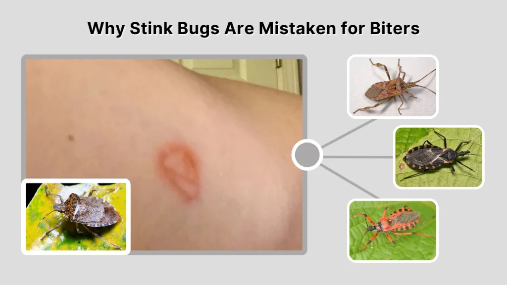 Why Stink Bugs Are Mistaken for Biters