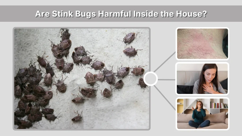 Are Stink Bugs Harmful Inside the House
