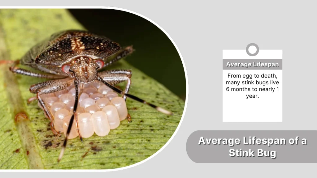 Average Lifespan of a Stink Bug