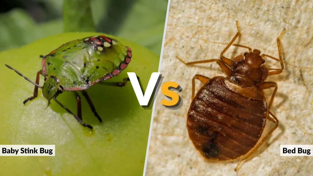 Baby Stink Bug vs Bed Bug